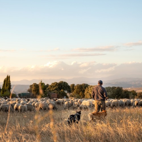 L'avenir du pastoralisme au cœur des débats à Montpellier