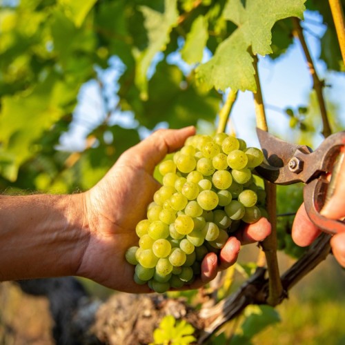 La Quinzaine des métiers de la Vigne & du Vin revient en Gironde