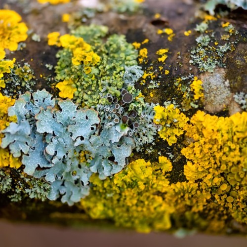 Rennes : un trésor de lichens à Rennes mis en lumière dans un film 
