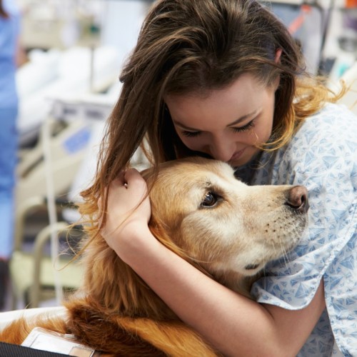 Les chiens en renfort dans les soins critiques au CHU de Clermont-Ferrand