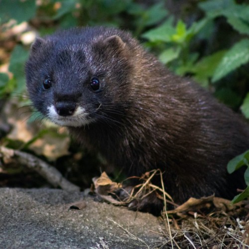 43 animaux menacés rejoignent le Parc Animalier d’Auvergne, près de Clermont-Ferrand