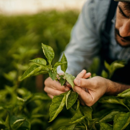 Une “assurance verte” pour réduire les pesticides 