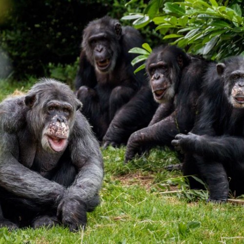 Une conférence pour découvrir les secrets du langage animal près de Nantes