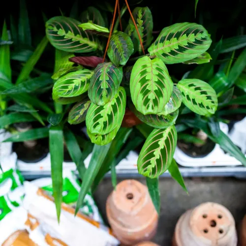 Trois jours de plantes à petits prix à Rouen