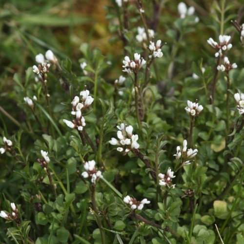 Une balade pour redécouvrir les plantes sauvages