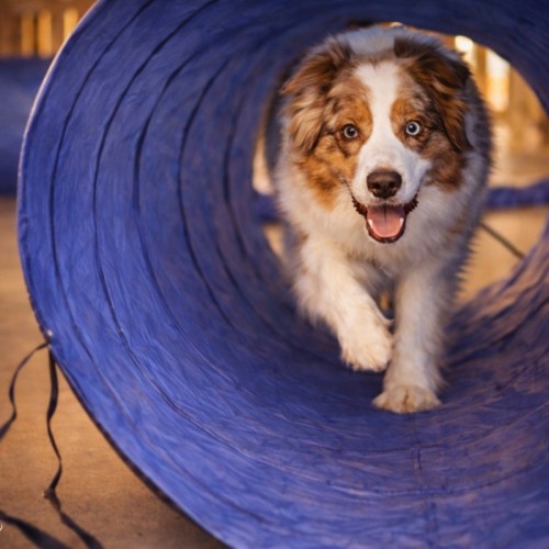 Un parc de loisirs pour chien a ouvert ses portes près de Clermont-Ferrand