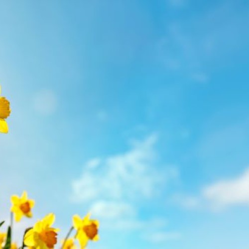 Des jonquilles contre le cancer dans l'agglomération nantaise