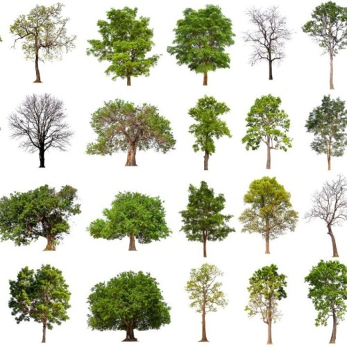 La Ville de Grenoble offre des arbres aux habitants 