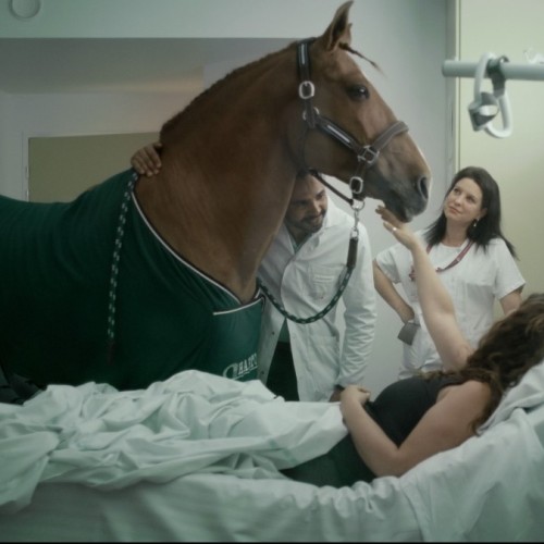 Le cheval qui murmure à l'oreille des patients 