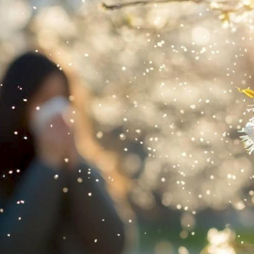 Un pollinarium pour mieux lutter contre les allergies