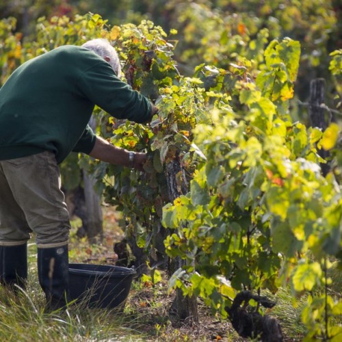 Le vin bio en salon