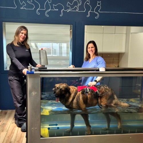 Des soins de kiné… pour animaux