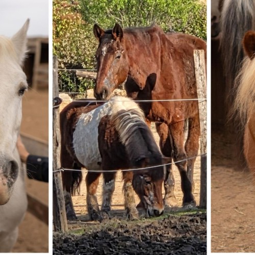 Le refuge de Saint-Brès, un havre de paix pour les chevaux en fin de vie