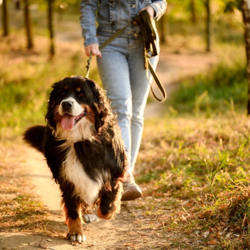 Le saviez-vous : Il est obligatoire de promener son chien en laisse en forêt dès aujourd'hui