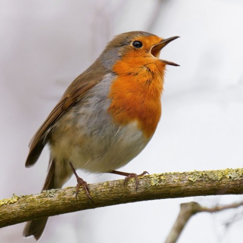 Rennes : une balade nature pour redécouvrir la Bellangerais