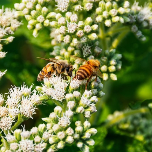 Une balade pour découvrir les pollinisateurs au Puy d’Aubière près de Clermont-Ferrand