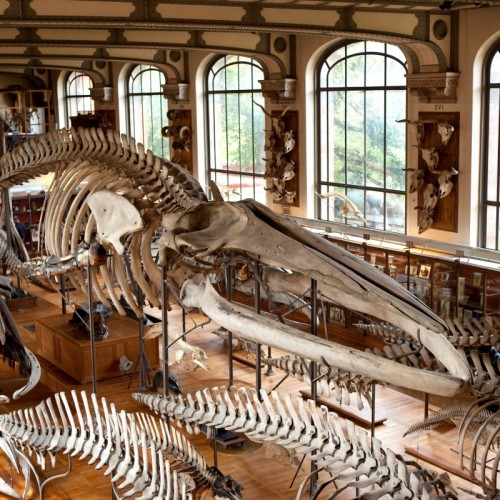 À Paris, le Muséum d'histoire naturelle tire la sonnette d'alarme