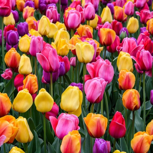 Près de Rennes, cueillez des tulipes au profit de la lutte contre le cancer