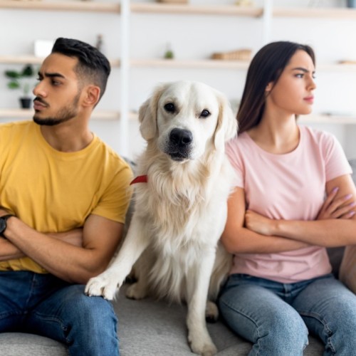 Divorce et séparation : qui a la garde de l'animal en France ?
