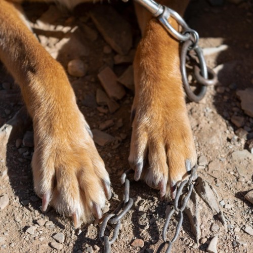 Maltraitance animale : l'association Stéphane Lamart équipe un commissariat pour le bien-être des animaux saisis