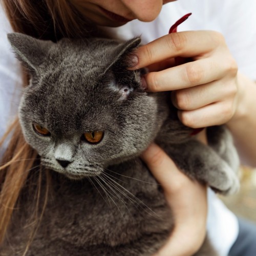 Ce qu'il faut savoir sur les puces et les tiques chez nos animaux de compagnie