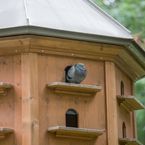 Rennes : un premier pigeonnier contraceptif installé dans le quartier Villejean-Beauregard