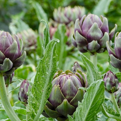 3 questions sur le "potager perpétuel"