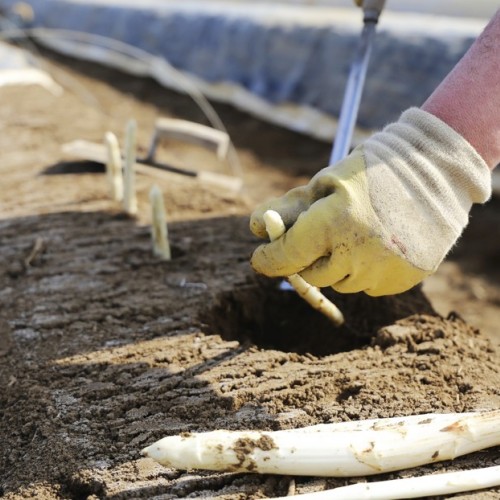 La question : comment l’asperge blanche d’Alsace pousse-t-elle ?