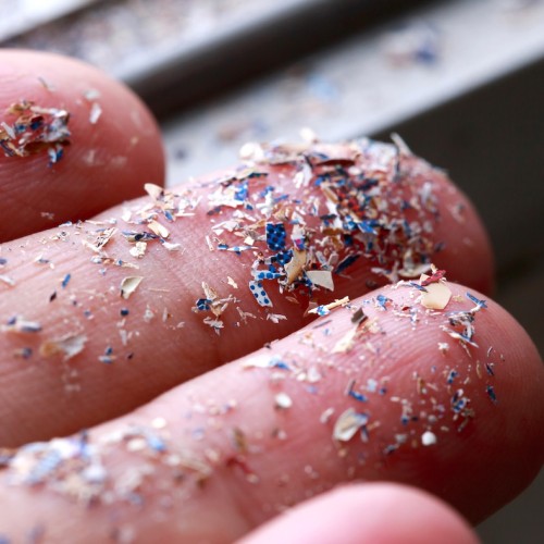 Bar des sciences : Les microplastiques, de l’océan à l’assiette