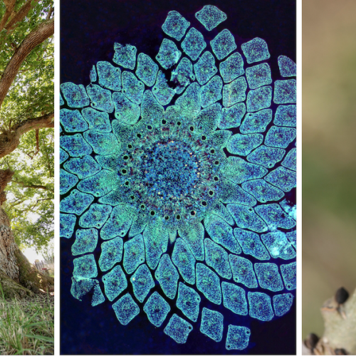 Une exposition pour comprendre l’intelligence des arbres à Clermont-Ferrand