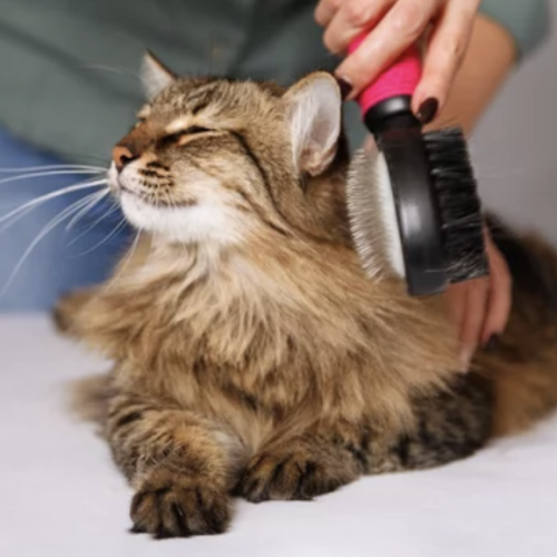 La mue du chat au printemps : conseils et bons réflexes