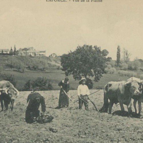 L’agriculture avant les tracteurs, comment c'était ?