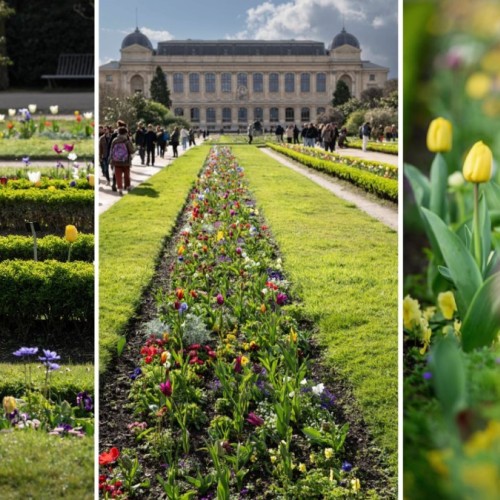 50 000 fleurs pour les 400 ans du Jardin des Plantes