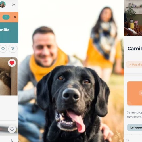 Kiweeto : la plateforme solidaire pour faciliter l’accueil des animaux abandonnés