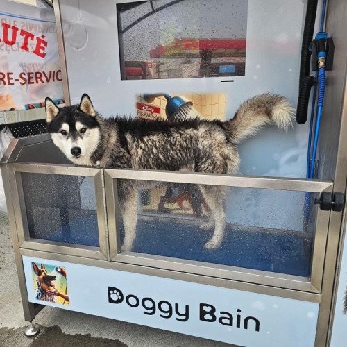 Un dogwash pour laver son chien près de Clermont-Ferrand
