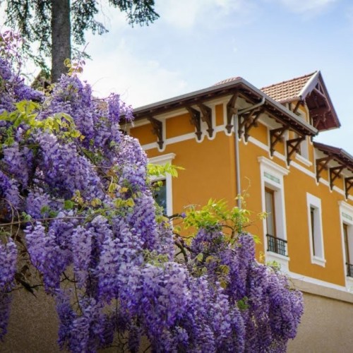 Montchat en fleurs : le retour du festival des glycines à Lyon