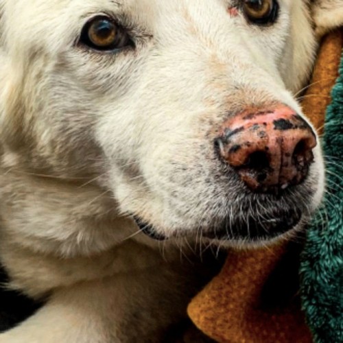 De la nourriture et des soins pour les chiens des sans-abri à Bordeaux
