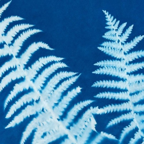 Un atelier cyanotype et nature à Grenoble