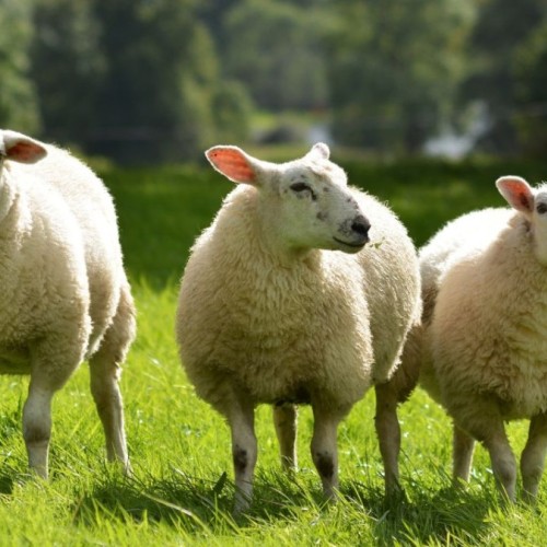 Le chiffre : 72 moutons pour entretenir le campus grenoblois
