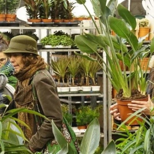 Vente éphémère de plantes