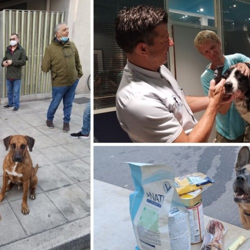 La bonne idée : Des gamelles pleines pour des chiens dans le besoin