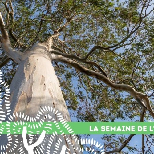 Rennes : une déclinaison printanière de la Semaine de l'arbre