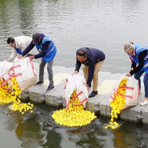 4 800 canards prêts à plonger pour la bonne cause dans la Deûle ce dimanche 31 mai