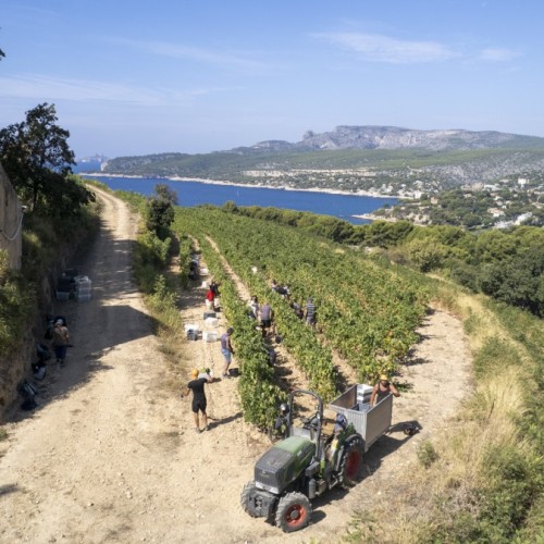 Le saviez-vous ? Les vins de Cassis ont été les 1ers à bénéficier d'une AOC