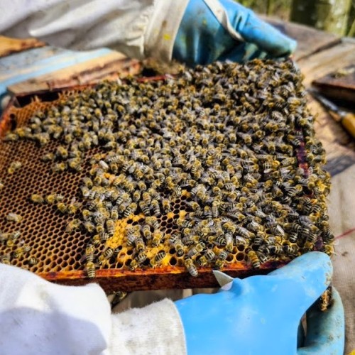 Des abeilles bien présentes à Strasbourg
