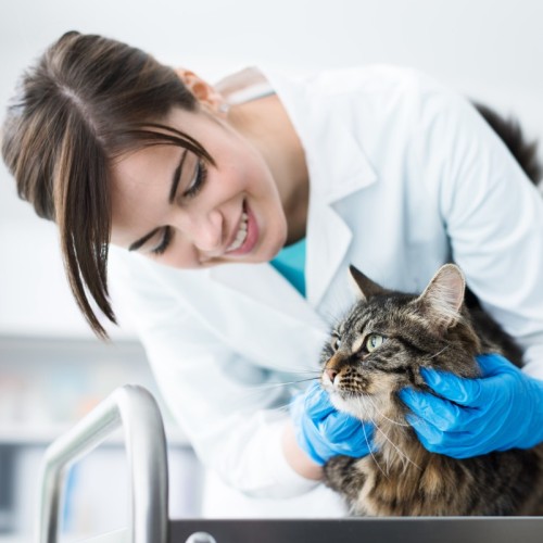 Vétérinaire : une profession en pleine mutation