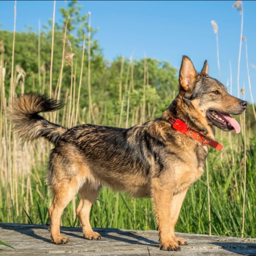 Les épillets, un danger pour nos chiens