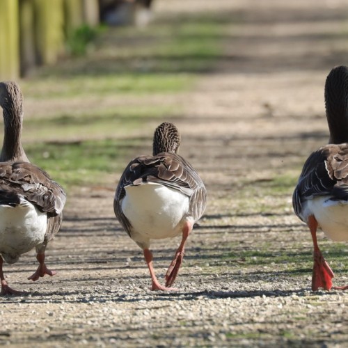 La nature en fête dès aujourd'hui