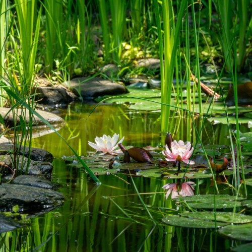 Fête du printemps : Une mare pédagogique inaugurée près de Clermont-Ferrand