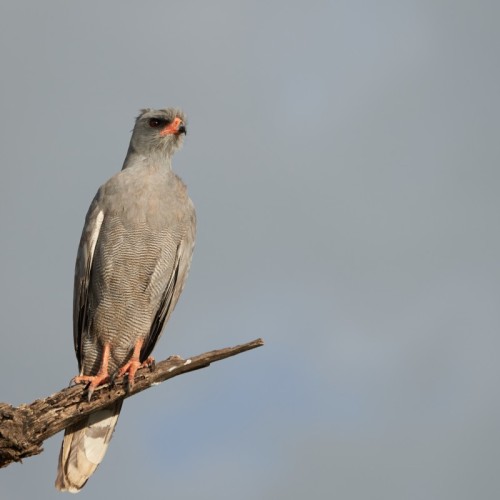 85 % des oiseaux nicheurs sont présents en Provence-Alpes-Côte d'Azur